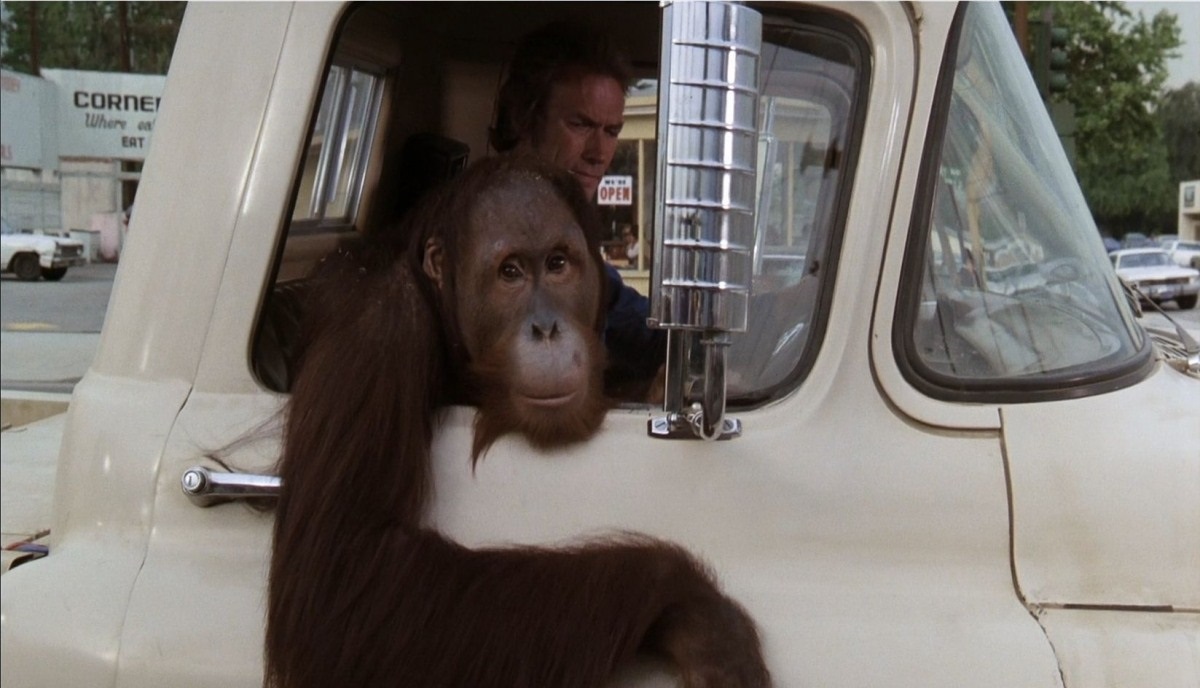 Manis the Orangutan
