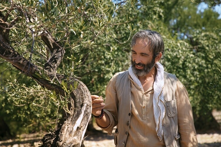 Zeytin Agaci - Season 3