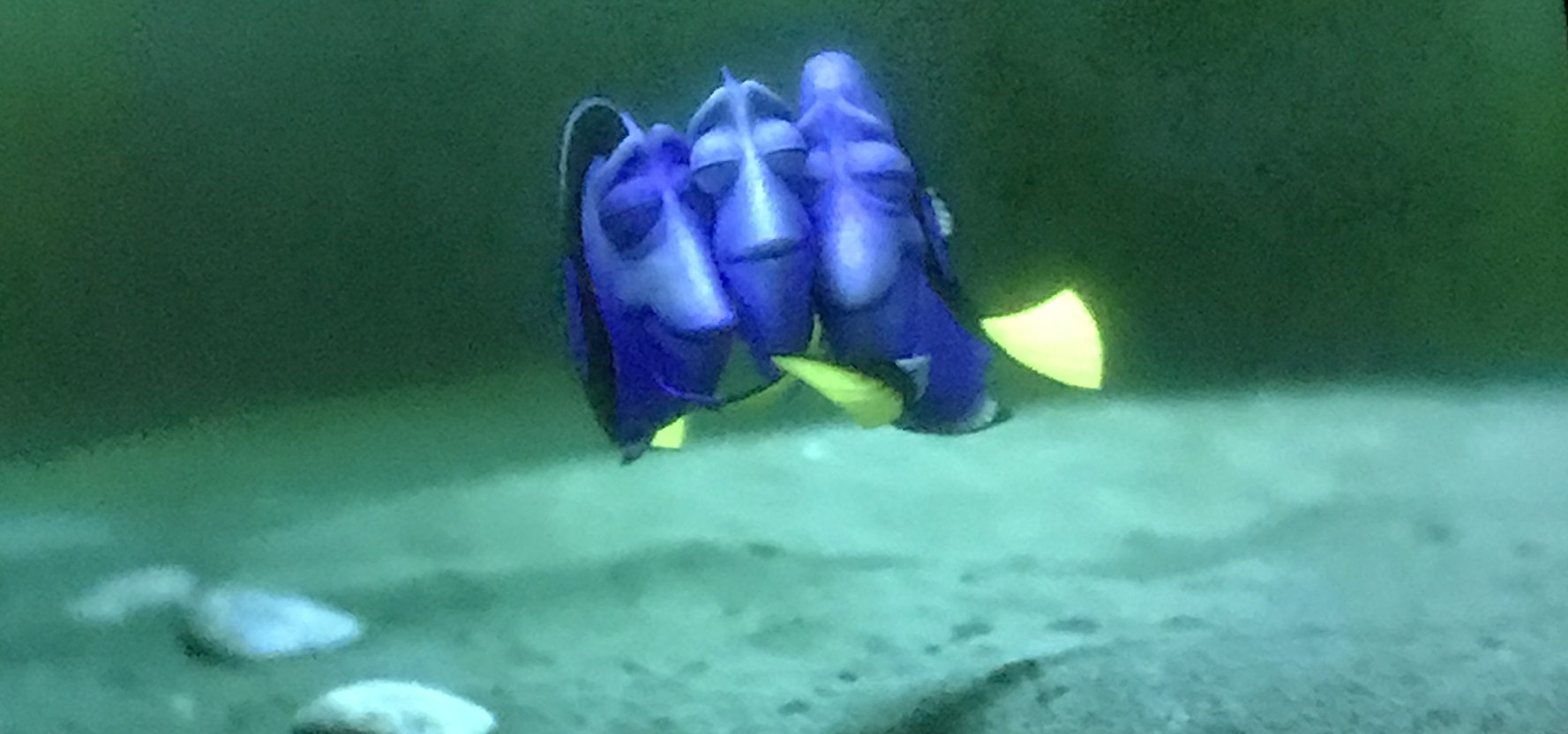 Dory