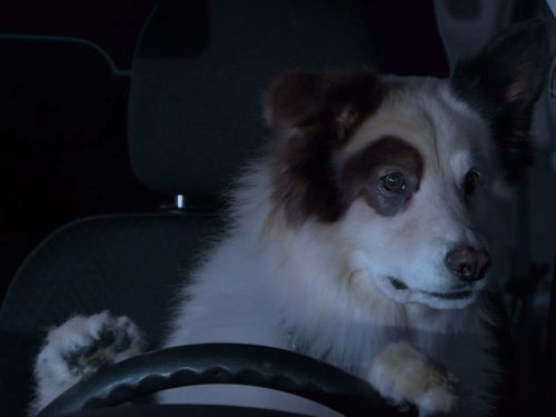 Stan the dog