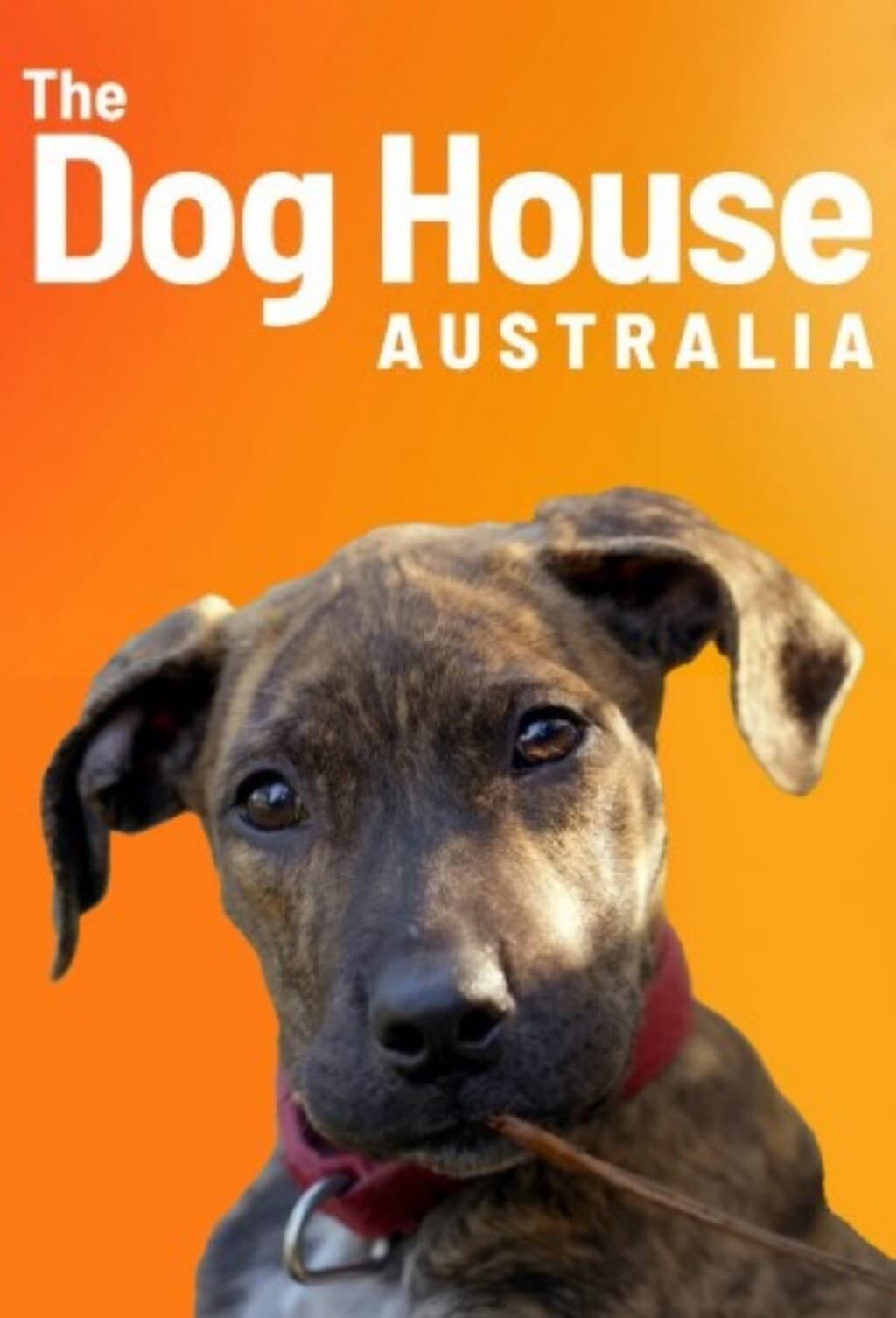 The Dog House Australia - Season 1