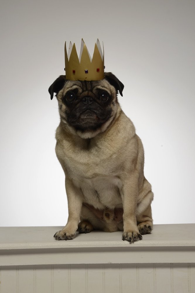 Igor Pugdog